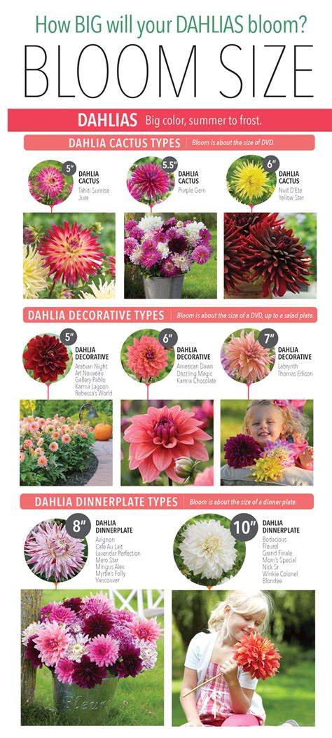 dahlia size chart.